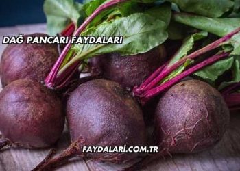 Dağ Pancarı Faydaları