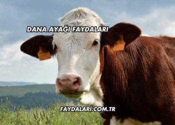 Dana Ayağı Faydaları