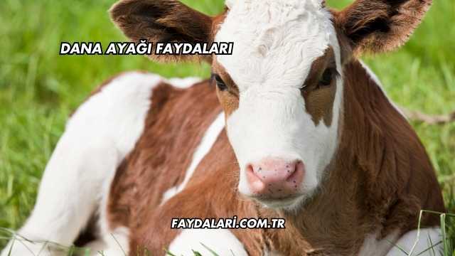 Dana Ayağı Faydaları