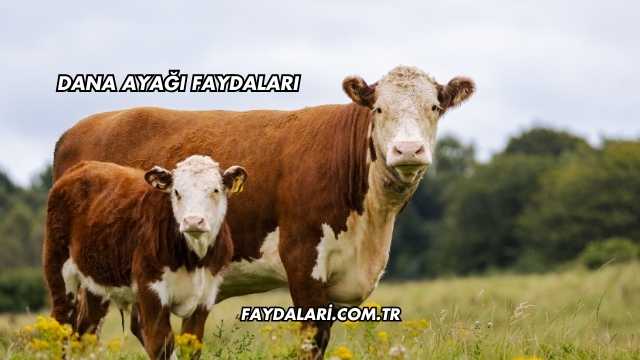 Dana Ayağı Faydaları