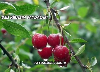 Deli Kirazın Faydaları