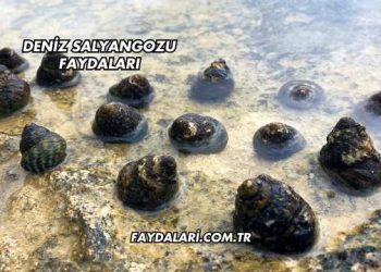 Deniz Salyangozu Faydaları