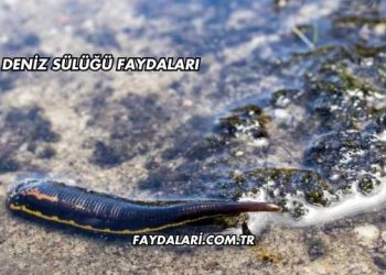 Deniz Sülüğü Faydaları