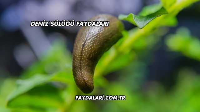 Deniz Sülüğü Faydaları