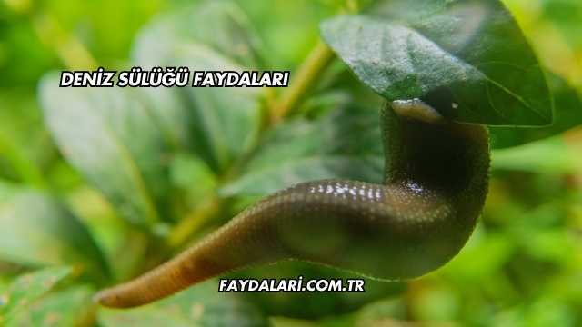 Deniz Sülüğü Faydaları