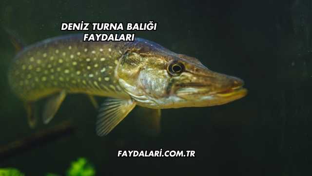 Deniz Turna Balığı Faydaları