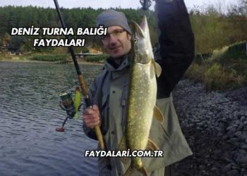 Deniz Turna Balığı Faydaları