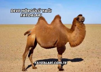 Deve Hörgücü Yağı Faydaları
