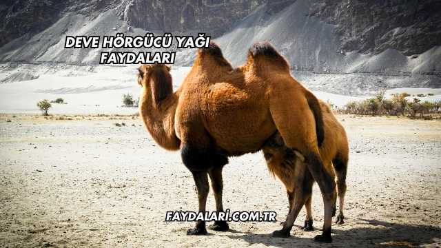 Deve Hörgücü Yağı Faydaları