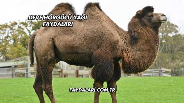 Deve Hörgücü Yağı Faydaları