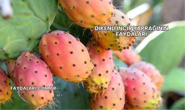 Dikenli İncir Yaprağının Faydaları
