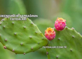 Dikenli İncir Yaprağının Faydaları