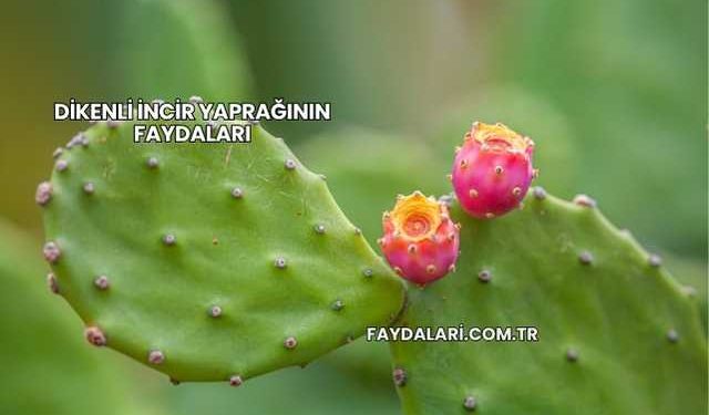 Dikenli İncir Yaprağının Faydaları