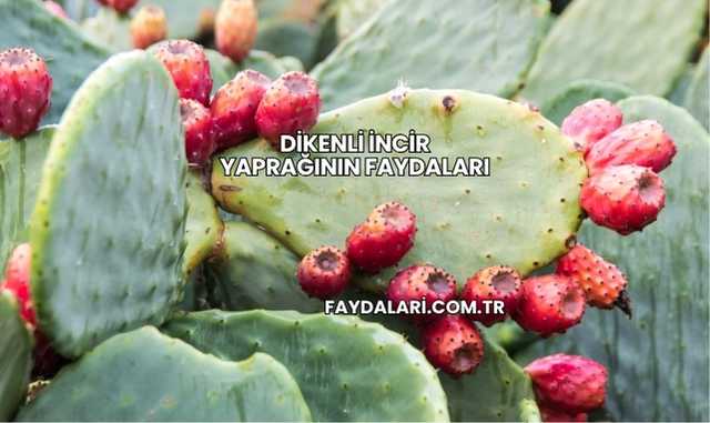 Dikenli İncir Yaprağının Faydaları