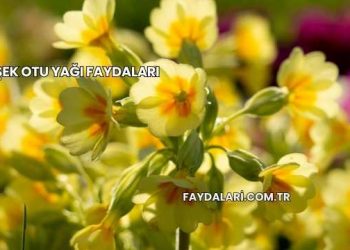 Eşek Otu Yağı Faydaları