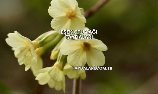 Eşek Otu Yağı Faydaları