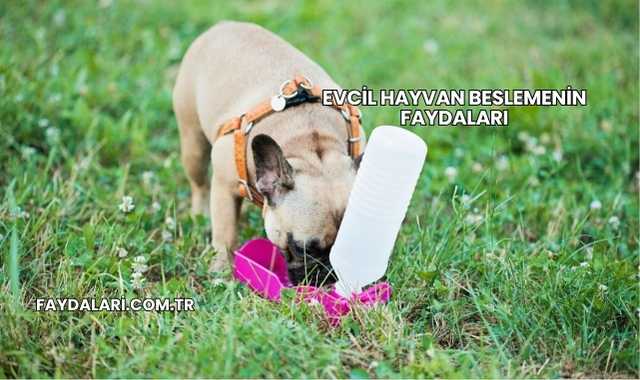 Evcil Hayvan Beslemenin Faydaları