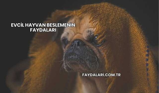 Evcil Hayvan Beslemenin Faydaları