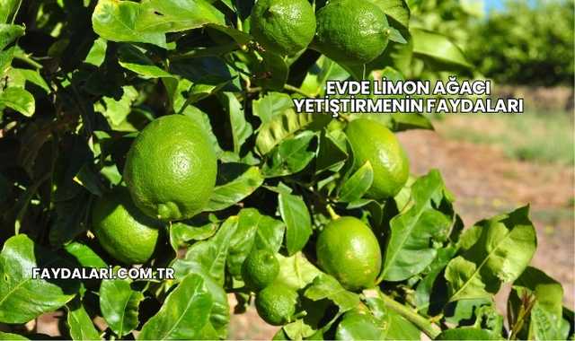 Evde Limon Ağacı Yetiştirmenin Faydaları