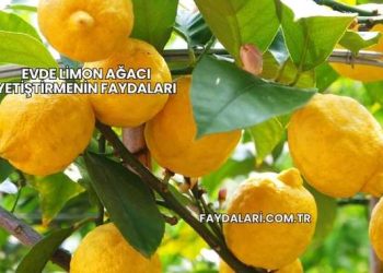 Evde Limon Ağacı Yetiştirmenin Faydaları