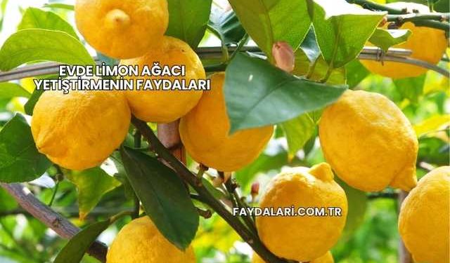 Evde Limon Ağacı Yetiştirmenin Faydaları