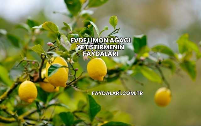 Evde Limon Ağacı Yetiştirmenin Faydaları