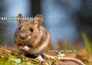 Fare Etinin Faydaları