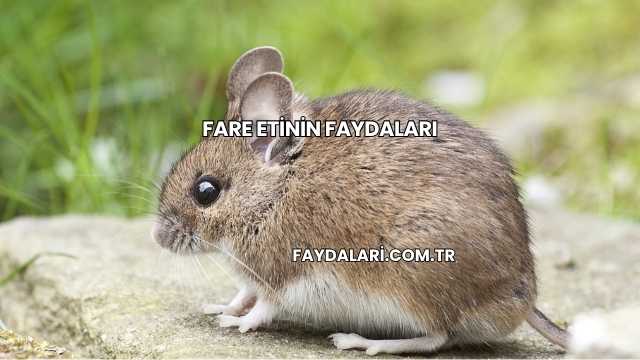 Fare Etinin Faydaları