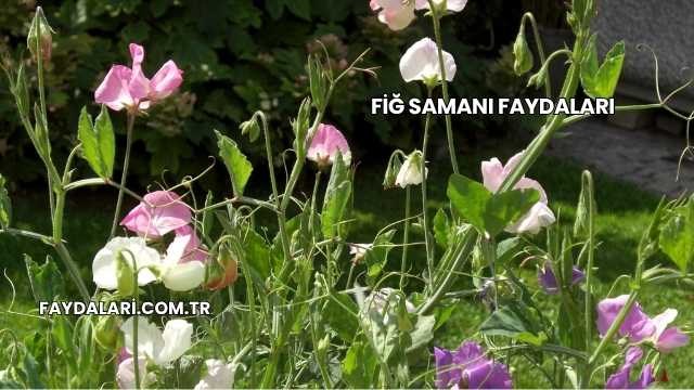Fiğ Samanı Faydaları
