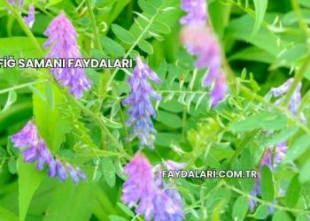 Fiğ Samanı Faydaları