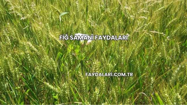 Fiğ Samanı Faydaları