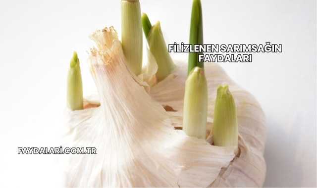 Filizlenen Sarımsağın Faydaları