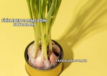 Filizlenen Sarımsağın Faydaları