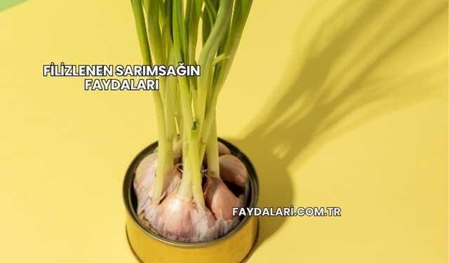 Filizlenen Sarımsağın Faydaları