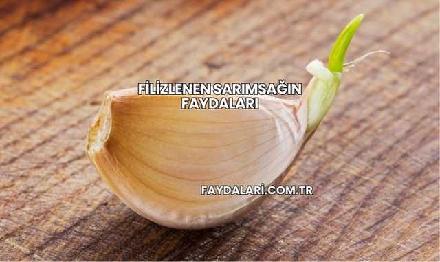 Filizlenen Sarımsağın Faydaları