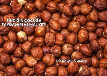 Fındığın Çocuğa Faydaları ve Maliyeti