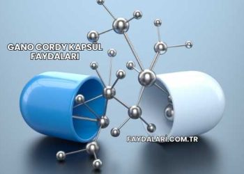 Gano Cordy Kapsül Faydaları