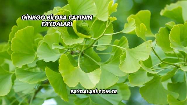 Ginkgo Biloba Çayının Faydaları