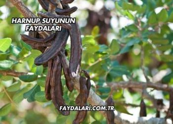 Harnup Suyunun Faydaları