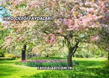 Hiro Çiçeği Faydaları