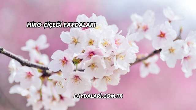 Hiro Çiçeği Faydaları