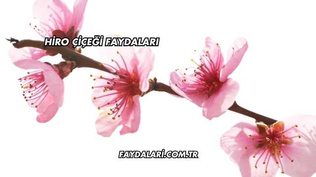 Hiro Çiçeği Faydaları