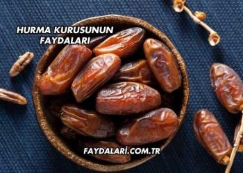 Hurma Kurusunun Faydaları