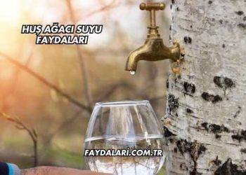 Huş Ağacı Suyu Faydaları