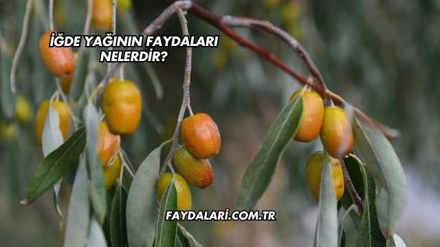 İğde Yağının Faydaları Nelerdir?