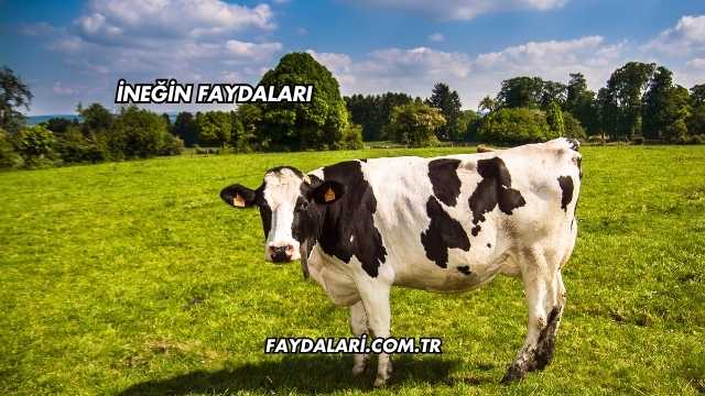 İneğin Faydaları