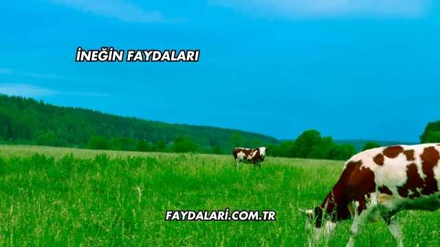 İneğin Faydaları
