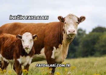 İneğin Faydaları