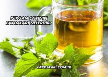 Isırgan Çayının Faydaları Nelerdir?