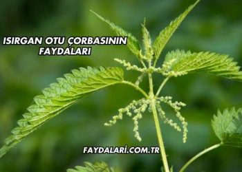 Isırgan Otu Çorbasının Faydaları